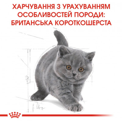 Сухой корм для котят породы британская короткошерстная Royal Canin Kitten British Shorthair 2 кг (домашняя птица) Сухой корм для котят породы британская короткошерстная Royal Canin Kitten British Shorthair 2 кг (домашняя птица)