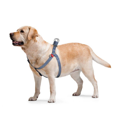 Шлея-петля світловідбивна Collar WAUDOG Re-cotton з QR-паспортом L, 60-90 см / 25 мм (синя) Шлея-петля світловідбивна Collar WAUDOG Re-cotton з QR-паспортом L, 60-90 см / 25 мм (синя)