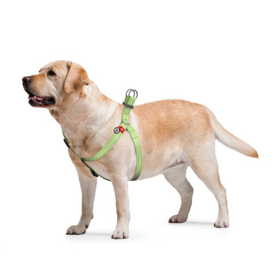 Шлея-петля світловідбивна Collar WAUDOG Re-cotton з QR-паспортом M, 50-80 см / 20 мм (салатова) Шлея-петля світловідбивна Collar WAUDOG Re-cotton з QR-паспортом M, 50-80 см / 20 мм (салатова)