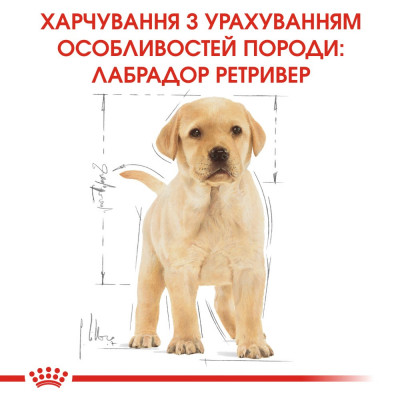 Корм сухий для цуценят Лабрадору Royal Canin Labrador Retriever Puppy 3 кг (домашній птах) Корм сухий для цуценят Лабрадору Royal Canin Labrador Retriever Puppy 3 кг (домашній птах)
