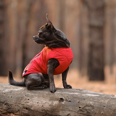 Жилет для собак Pet Fashion E.Vest S-M (червоный) Жилет для собак Pet Fashion E.Vest S-M (червоный)