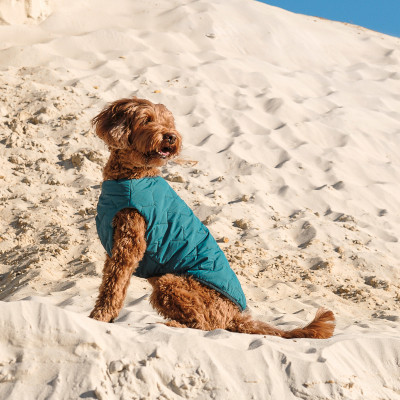 Жилет для собак Pet Fashion E.Vest S-M (бірюзовий) Жилет для собак Pet Fashion E.Vest S-M (бірюзовий)