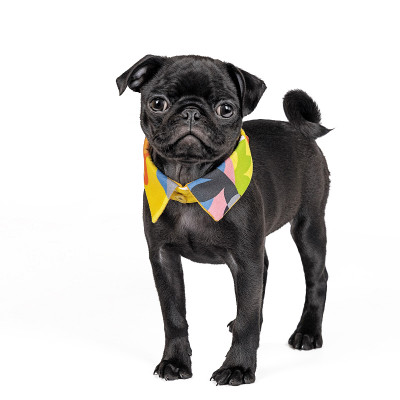 Воротник для собак Pet Fashion «BRIGHT» XS-XS-2