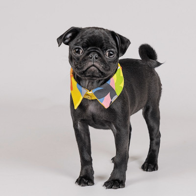 Воротник для собак Pet Fashion «BRIGHT» S-M